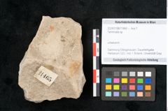Foto (Objekt + Etikett) von Terminalia sp. (NHMW-GEO-2024-0188-11465)